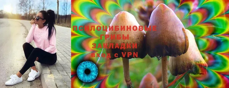 Галлюциногенные грибы Psilocybine cubensis  купить наркоту  shop официальный сайт  Невинномысск 